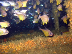Pempheris affinis