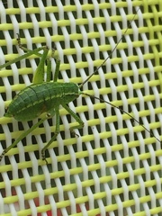 Barbitistes constrictus