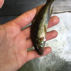 Gymnocephalus cernua