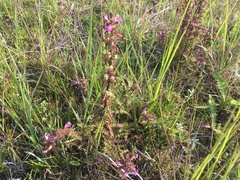 Pedicularis palustris