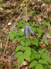 Clematis alpina
