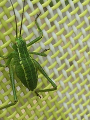 Barbitistes constrictus