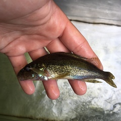 Gymnocephalus cernua