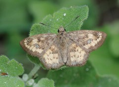 Polyctor enops