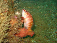 Hypoplectrodes maccullochi