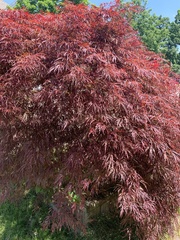 Acer palmatum