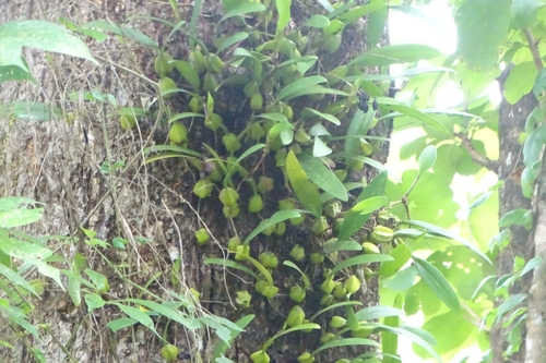 Nilgiri Bulbophyllum (Bulbophyllum sterile)