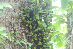 Bulbophyllum sterile