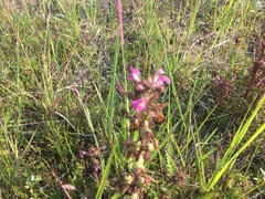 Pedicularis palustris