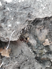 Dasymutilla sicheliana