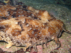Orectolobus halei