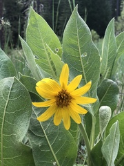 Wyethia mollis