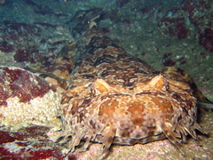 Orectolobus halei
