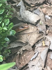 Plestiodon laticeps
