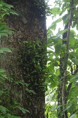 Bulbophyllum sterile