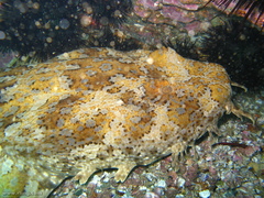 Orectolobus halei