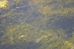 Potamogeton trichoides