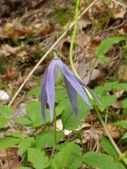 Clematis alpina