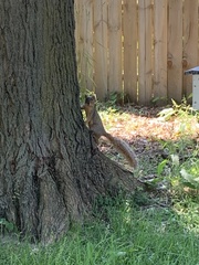 Sciurus niger