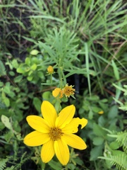 Coreopsis delphiniifolia