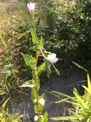 Epilobium palustre