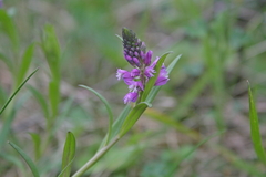 Polygala comosa