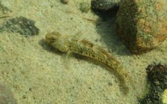 Pomatoschistus microps