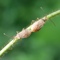Homoeocerus dilatatus
