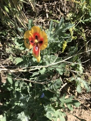 Glaucium corniculatum