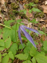 Clematis alpina