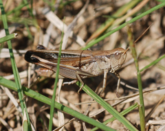 Arcyptera coreana