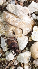 Onthophagus coenobita