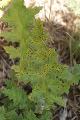 Puccinia echinopis
