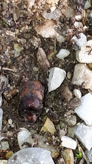 Onthophagus coenobita