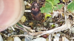 Onthophagus coenobita