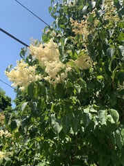 Syringa