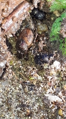 Onthophagus coenobita