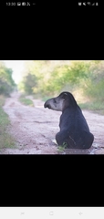 Tapirus