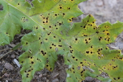 Puccinia echinopis