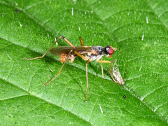 Neria commutata