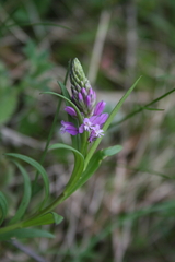 Polygala comosa