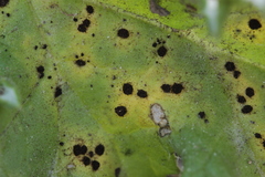 Puccinia echinopis