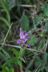 Polygala comosa