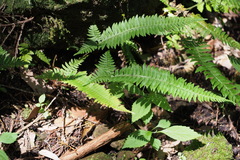 Polystichum tripteron