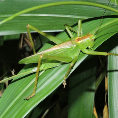 Tettigonia orientalis