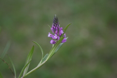 Polygala comosa