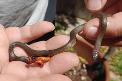 Diadophis punctatus similis