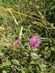 Centaurea
