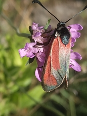 Zygaena erythrus