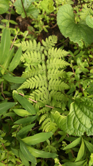 Cystopteris bulbifera